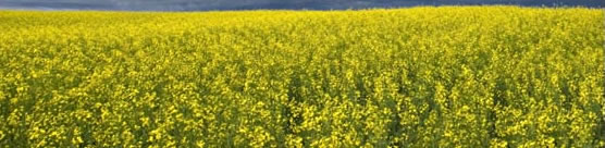 camelina field