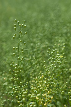 camelina plant