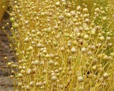 camelina ready to harvest