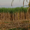 Biomass for Biofuels photo