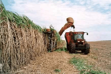 Harvesting Sugar Cane in Brazil