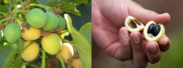 Jatropha-Fruits-on-Tree-Open-Fruits
