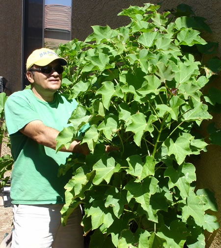 Jatropha at Dr. Aecio Backyard-USA