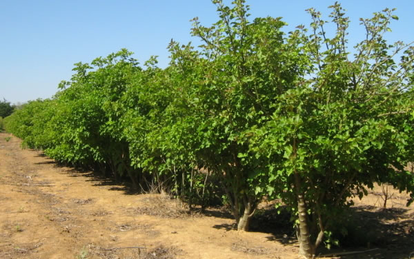 Jatropha-plantation-in-Brazil