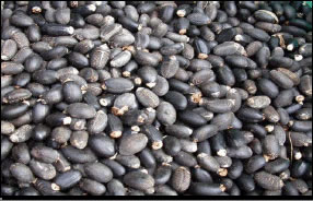 Jatropha-seeds-30-37-percent-oil