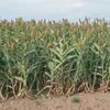 Biomass for Biofuels photo