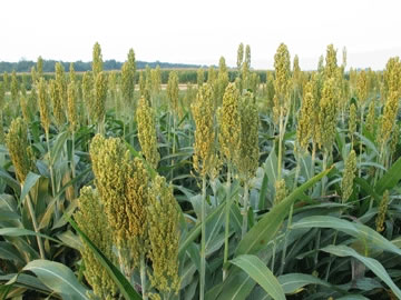 Sweet Sorghum Field-Seeds