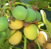 Biomass for Biofuels photo
